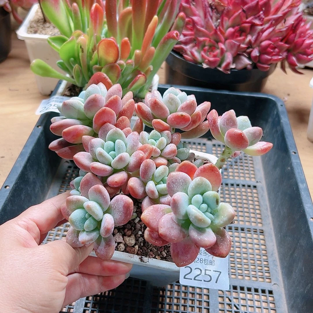 9号多肉我们的确是2257