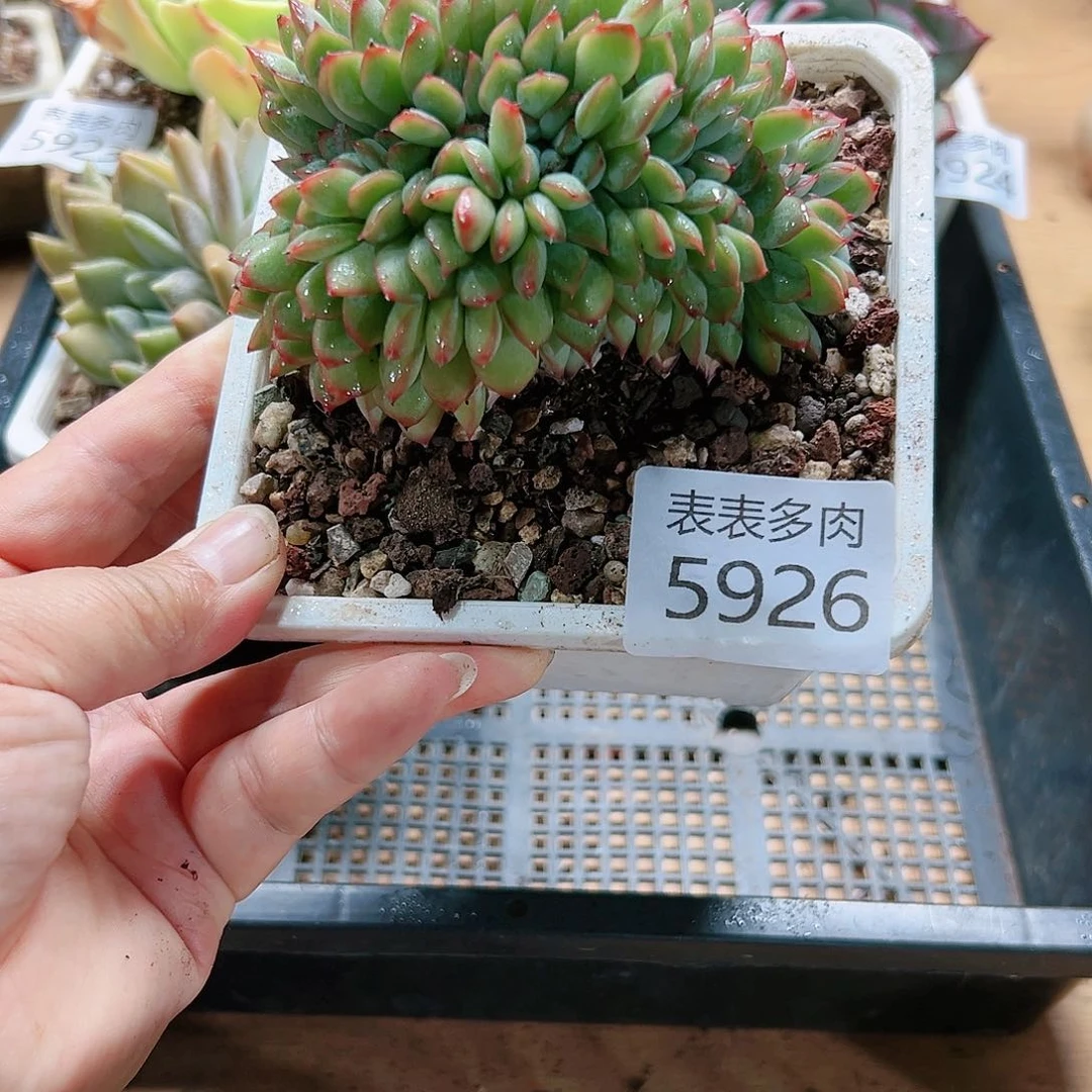 9 0盆多肉我们的生活5926