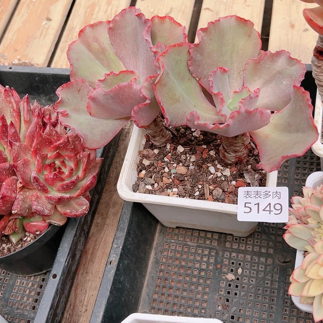 9 0盆多肉?****₆我们的生活是5149