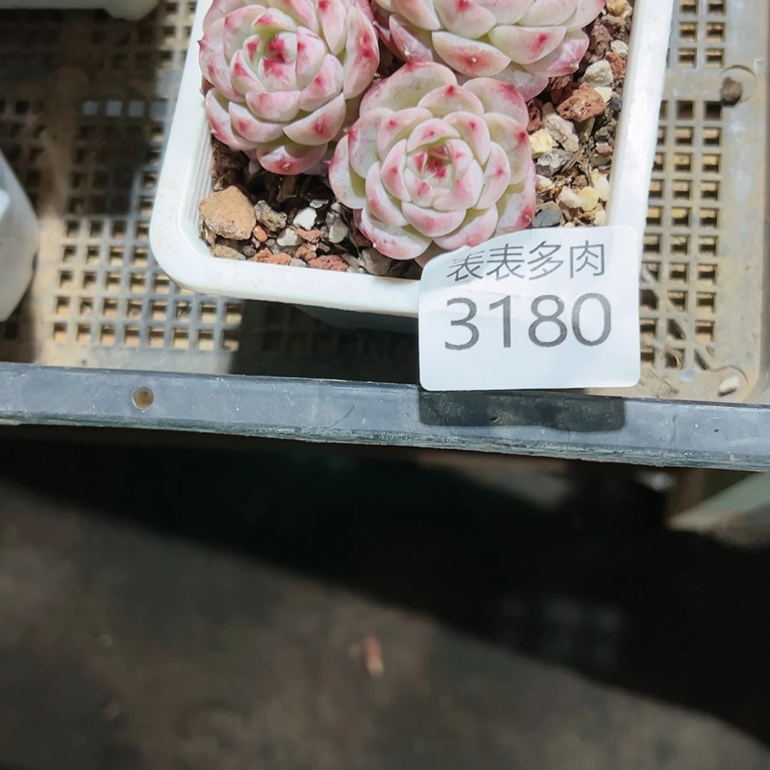 【闪购商品】巧****妈每天3 1 8 0