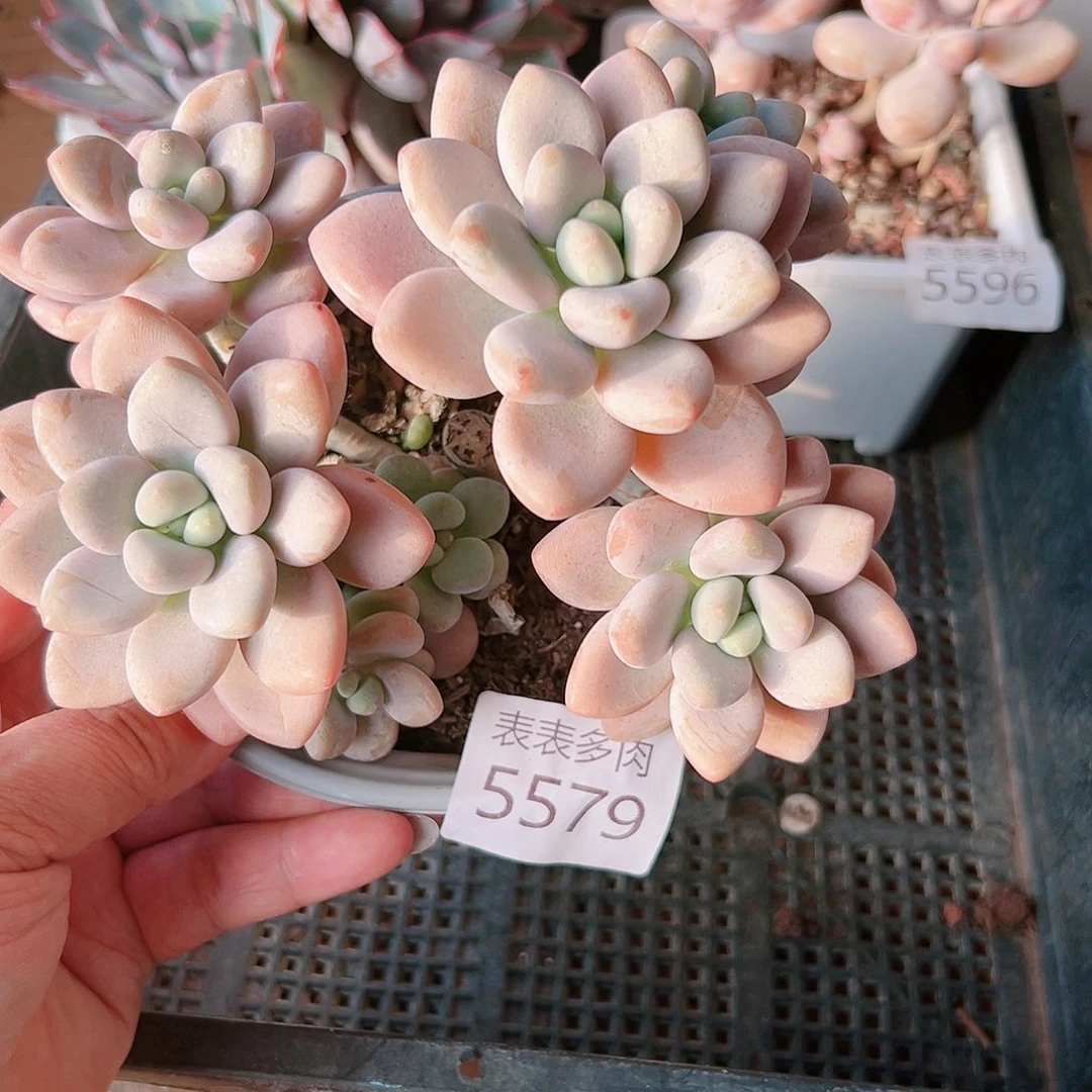 9 0盆多肉我们的生活是5579