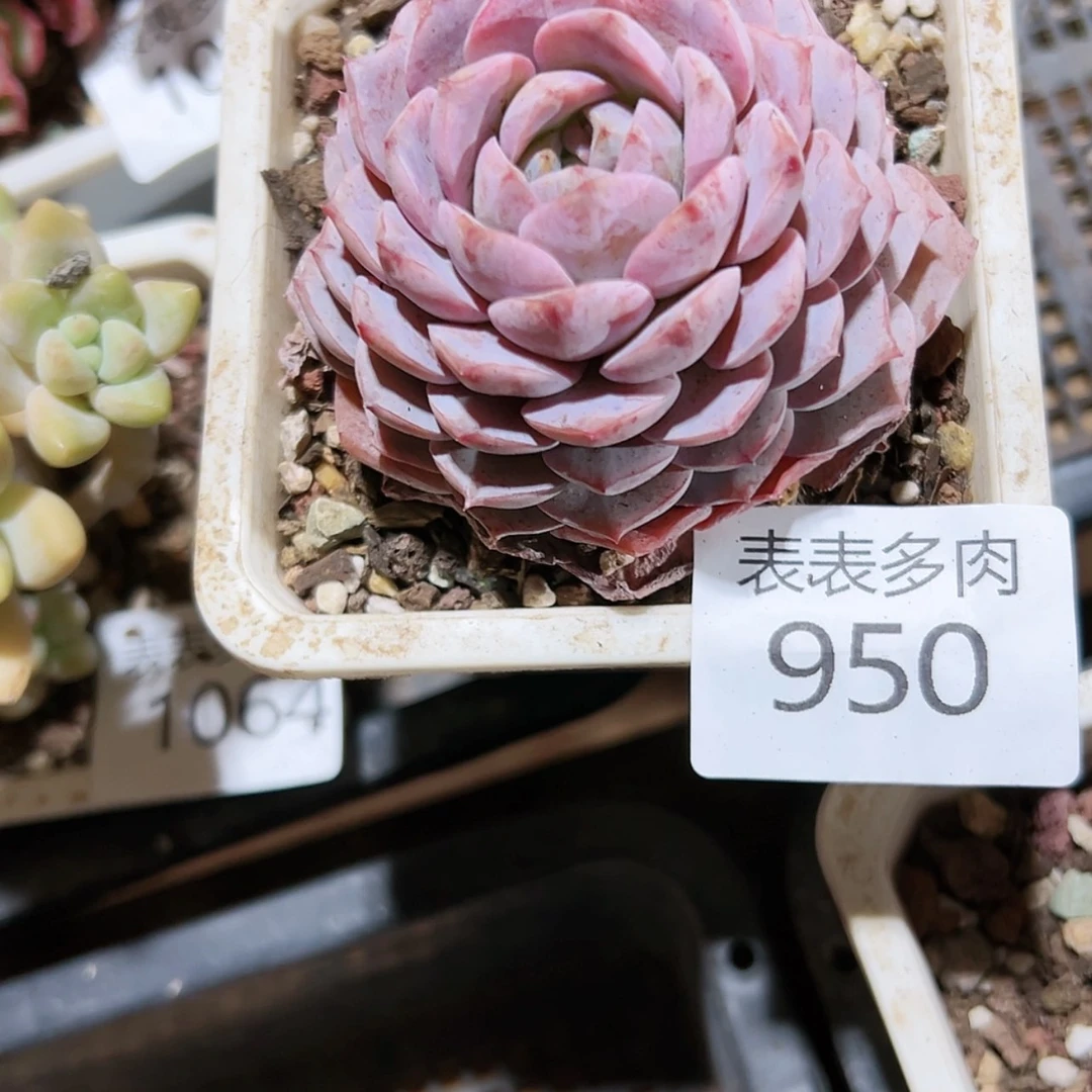 【闪购商品】高****蛋每天9 5 0