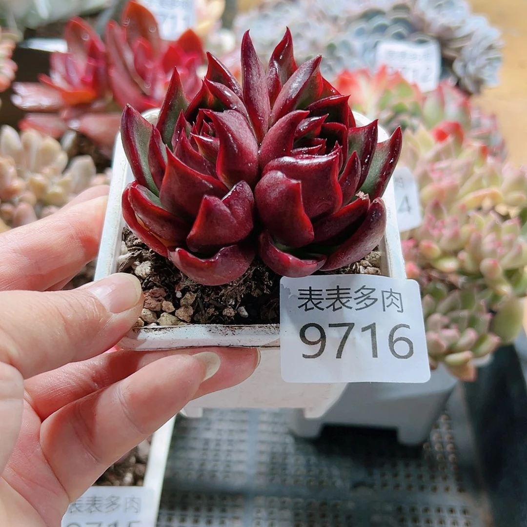 9号多肉我们的9716