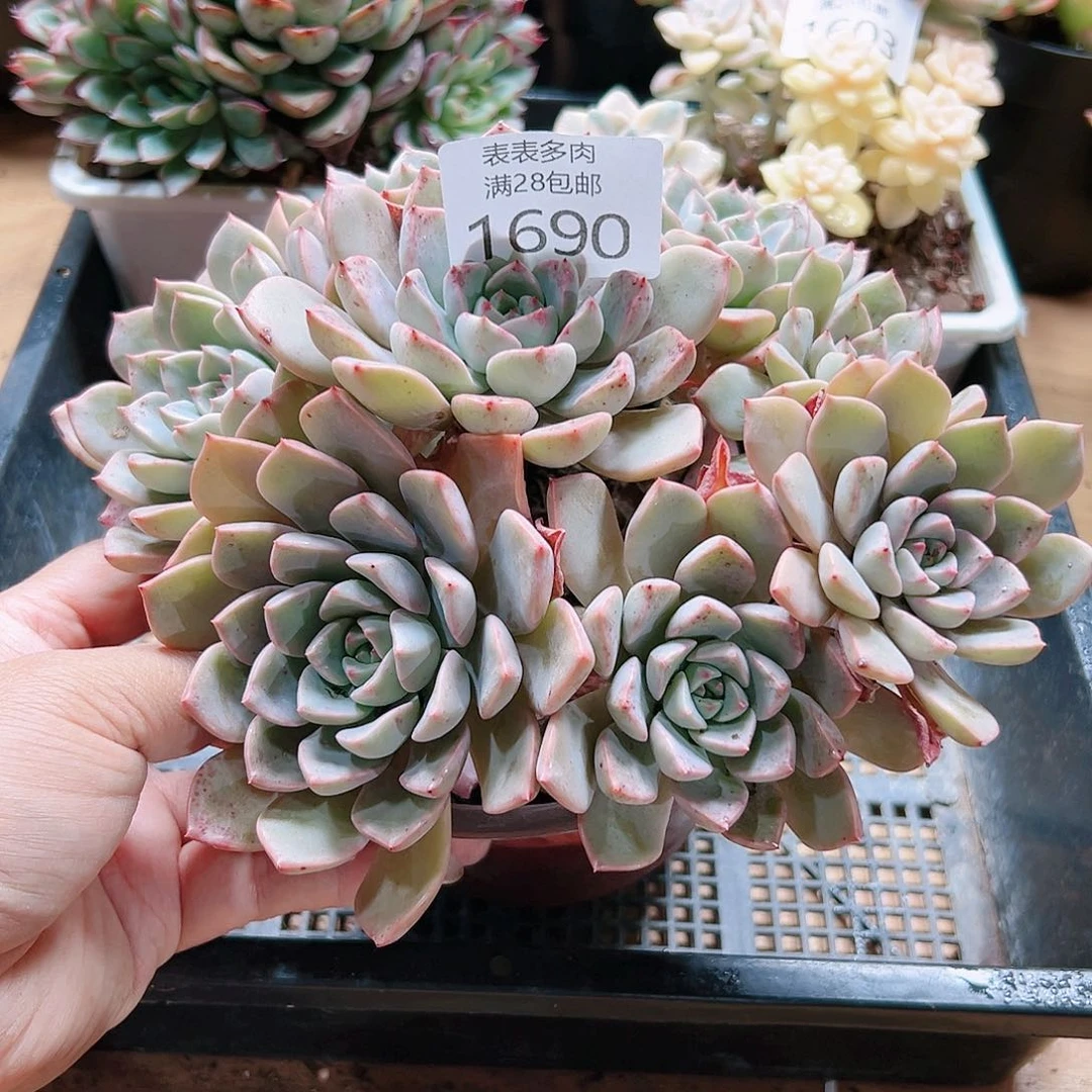 9号多肉W****g我们的确1690