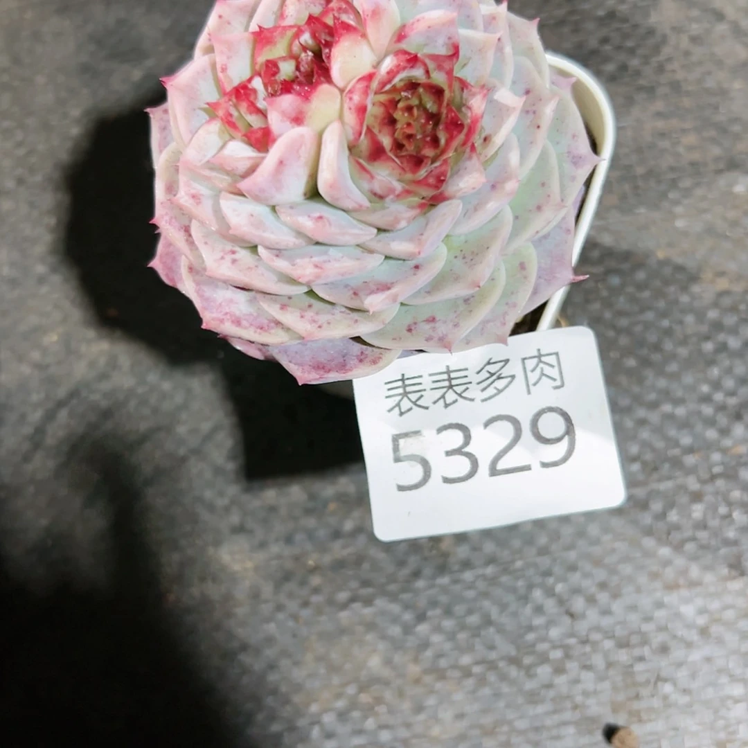 【闪购商品】祝*每天5 3 2 9