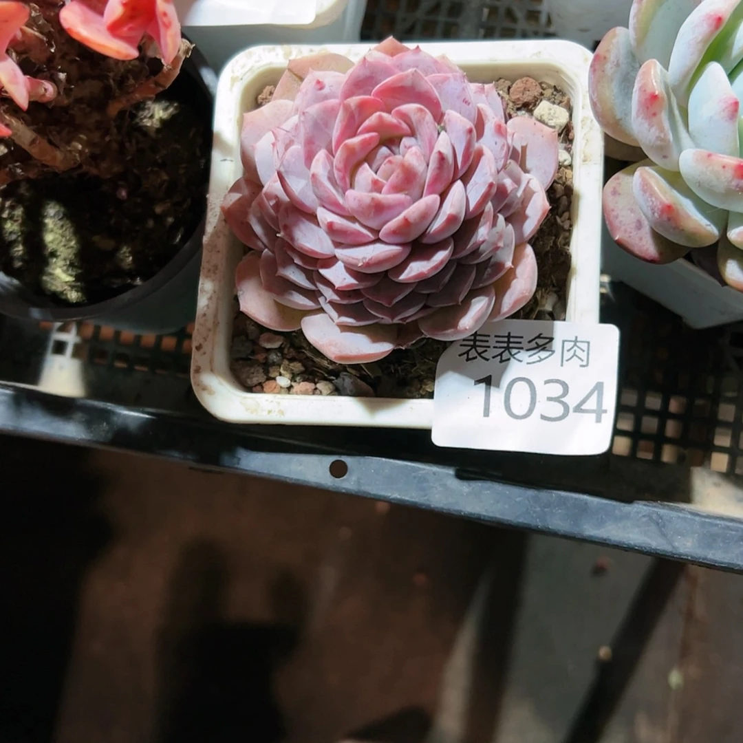 【闪购商品】高****蛋每天1 0 3 4