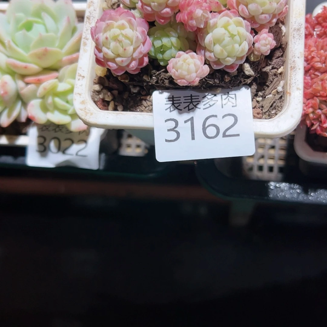 【闪购商品】每天3 1 6 2