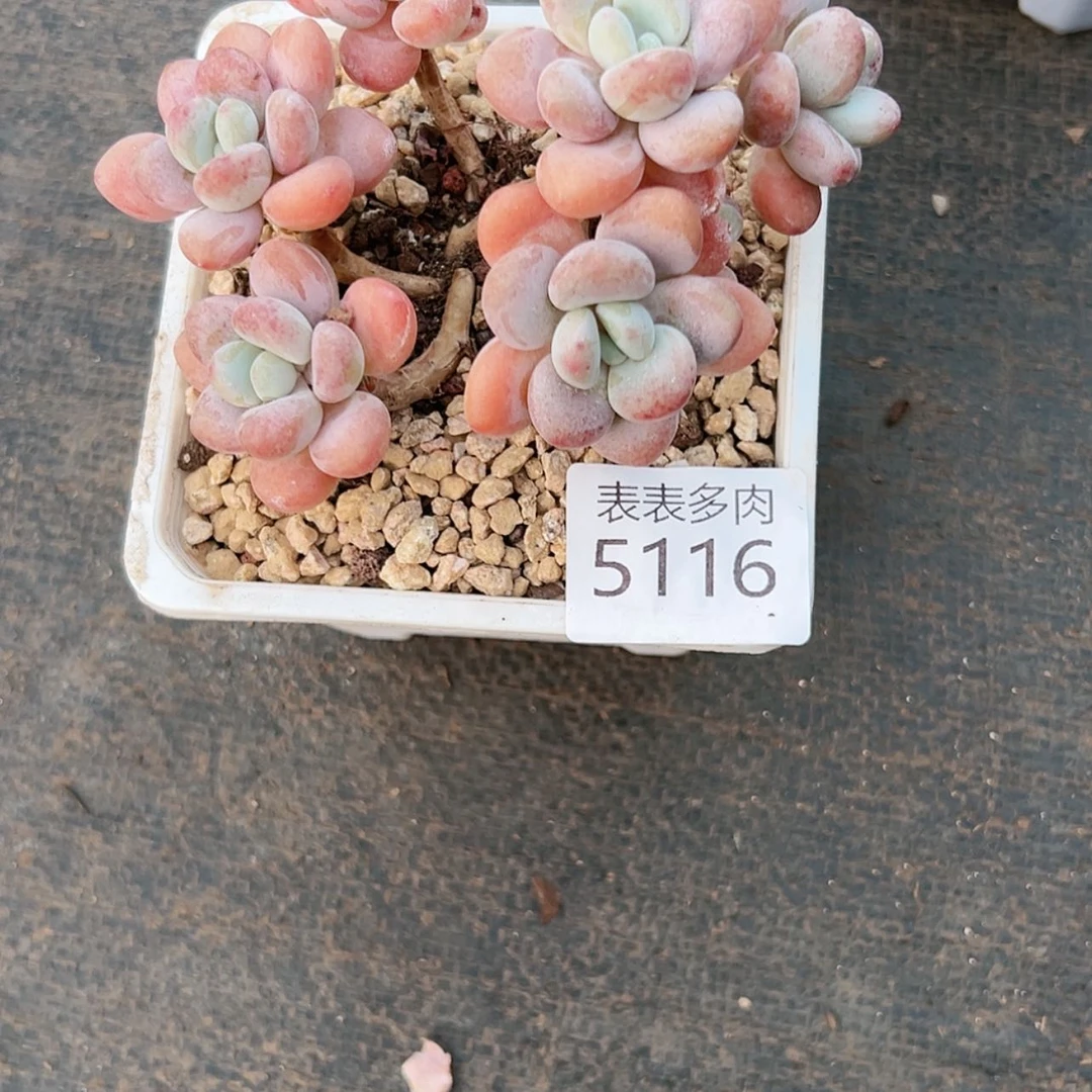 【闪购商品】小****儿每天5 1 1 6