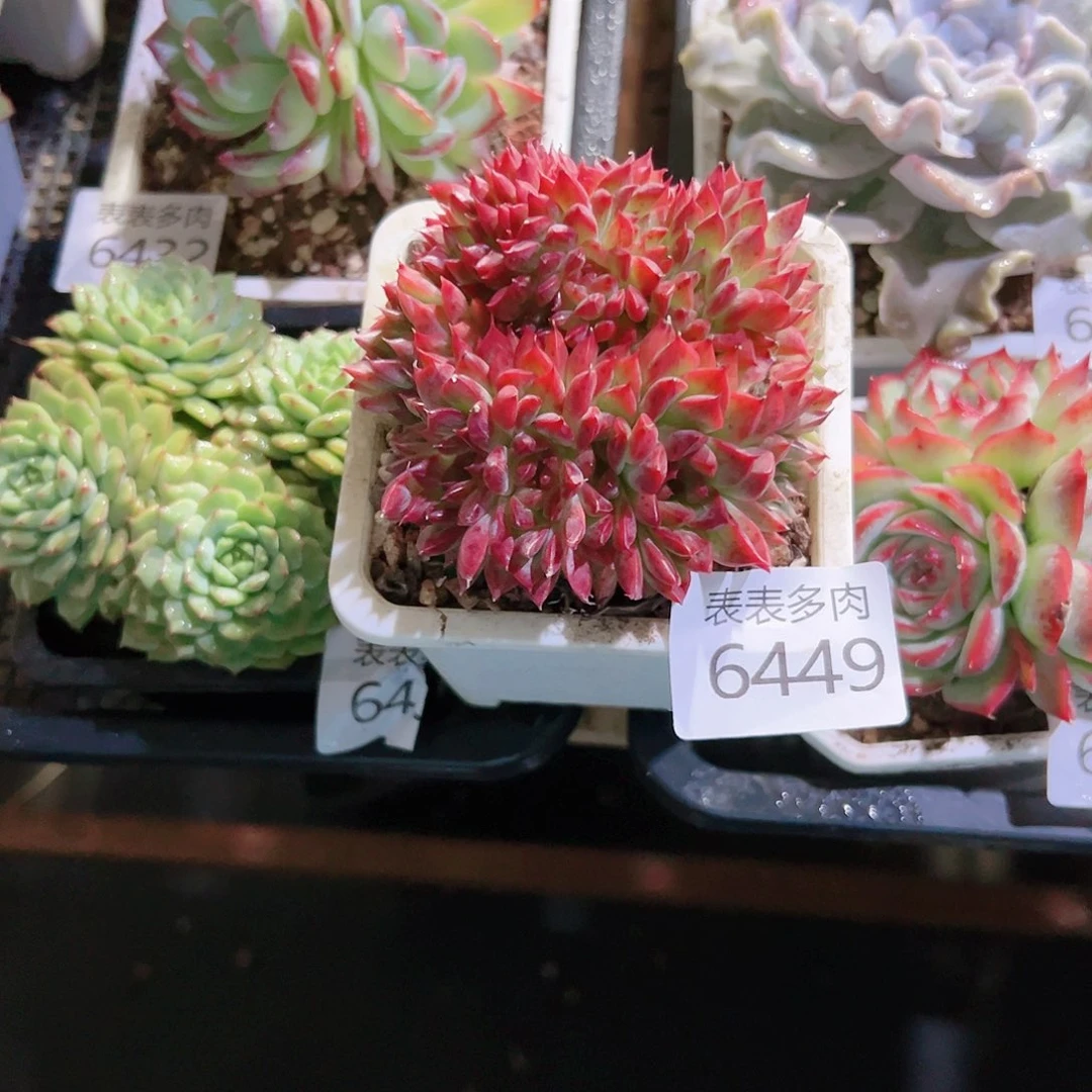 9 0盆多肉我们的生活是6449