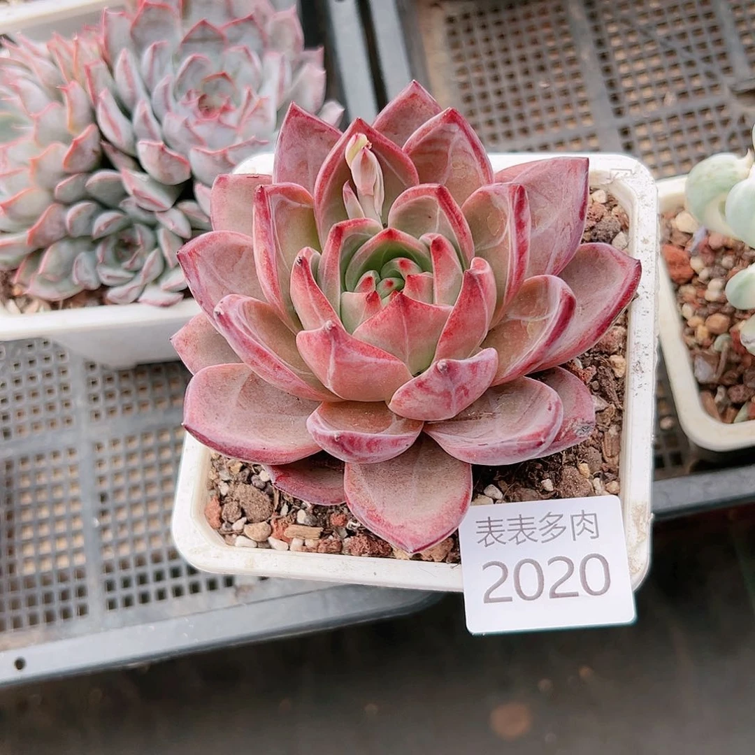 9 0盆多肉自*我们的生活是2020