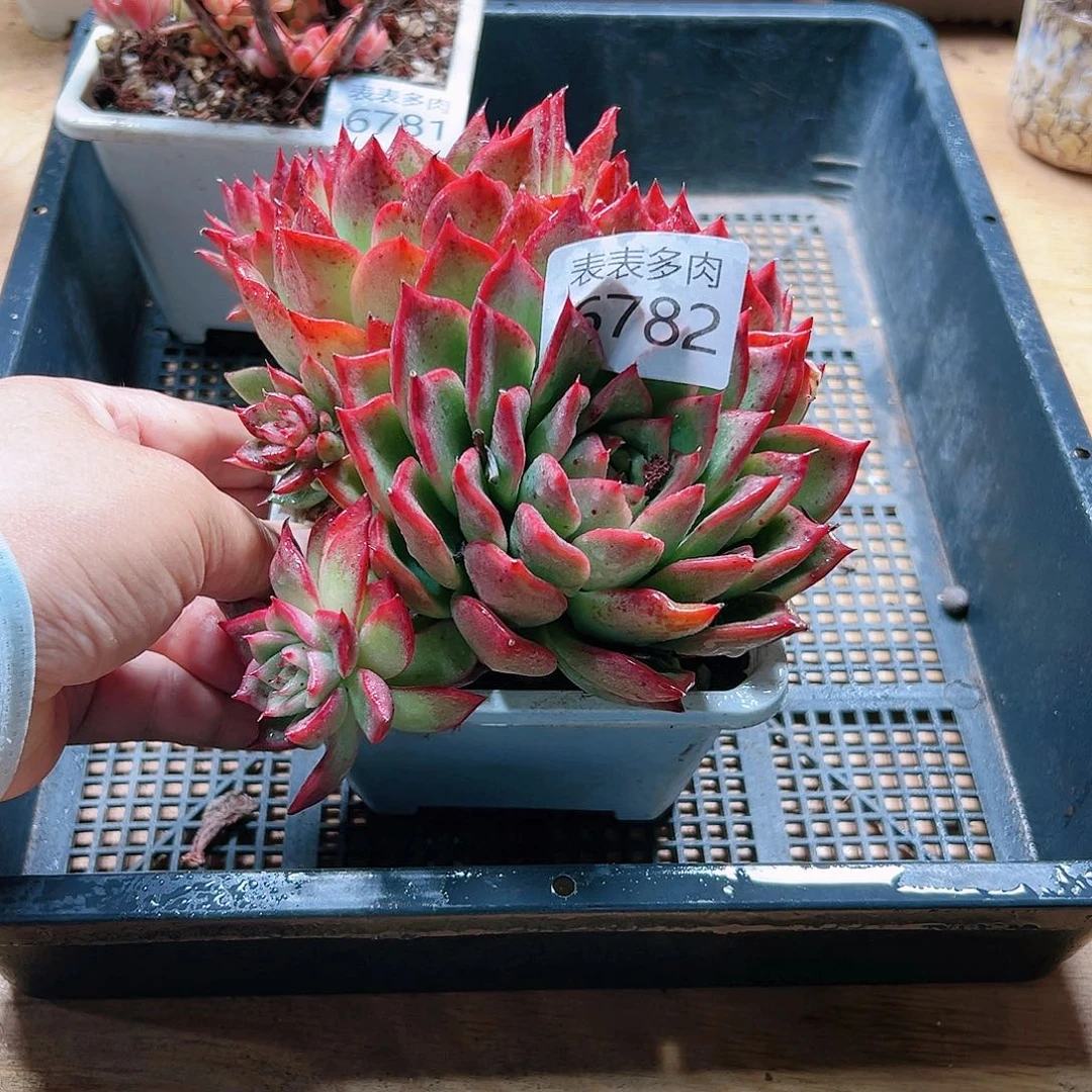 9 0盆多肉我们的生活是6782