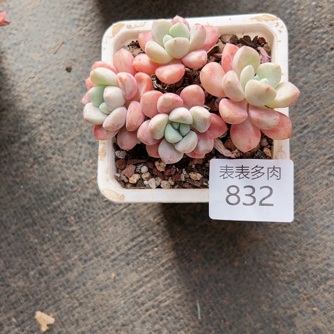 【闪购商品】每天8 3 2