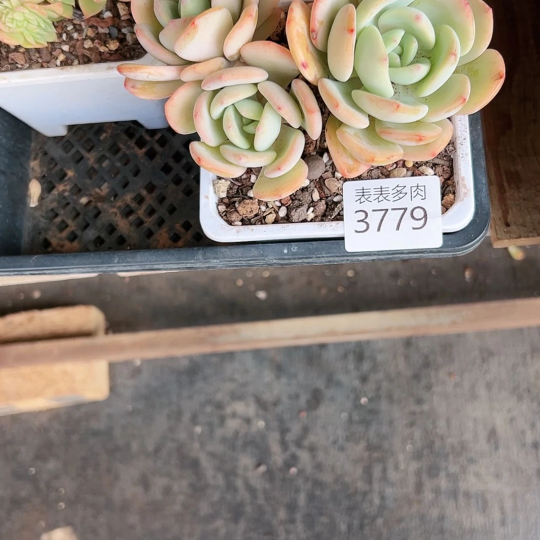 【闪购商品】初*?每天3 7 7 9