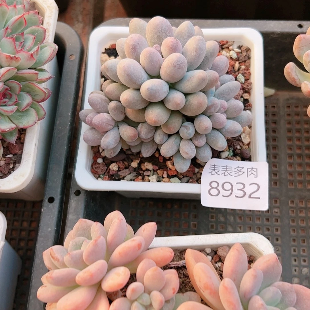 9号多少A****s我们的8932