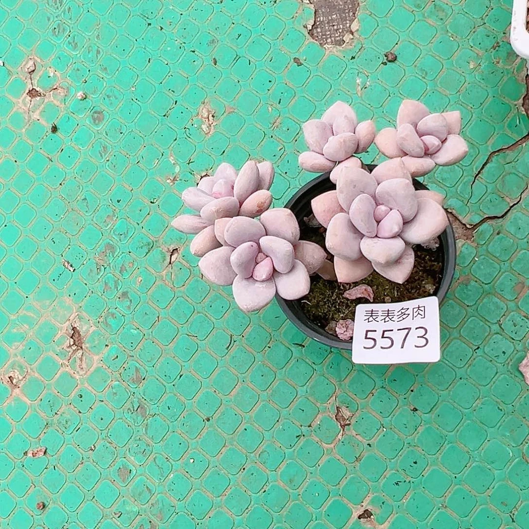 9 0盆多肉桑****贝我们的生活是5573
