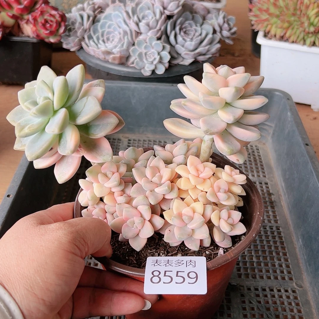 9 0盆多肉我们的8559
