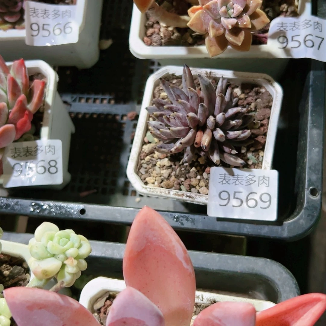 9号多肉琪*我们的9569