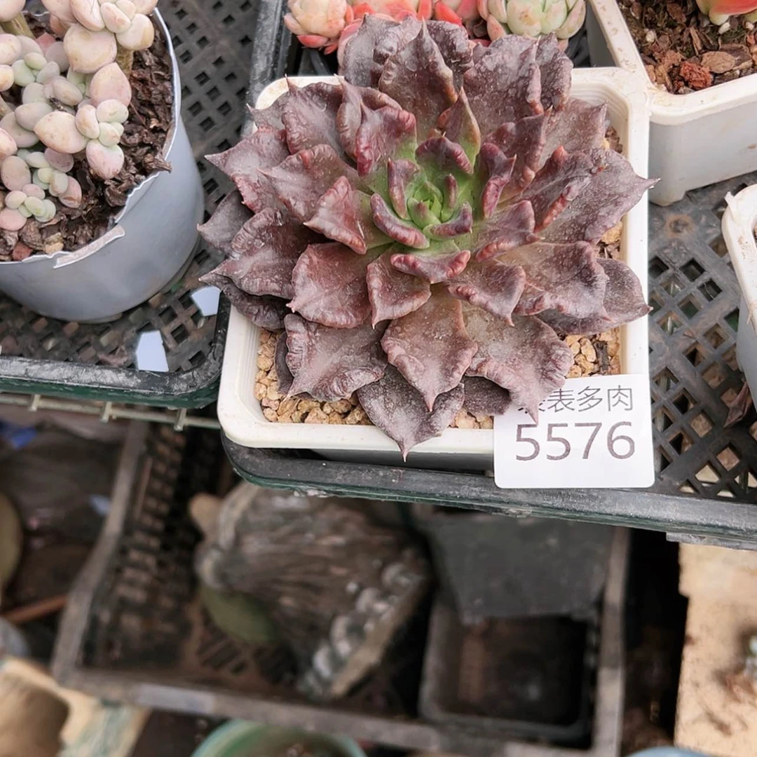 【闪购商品】种***搁每天5 5 7 6