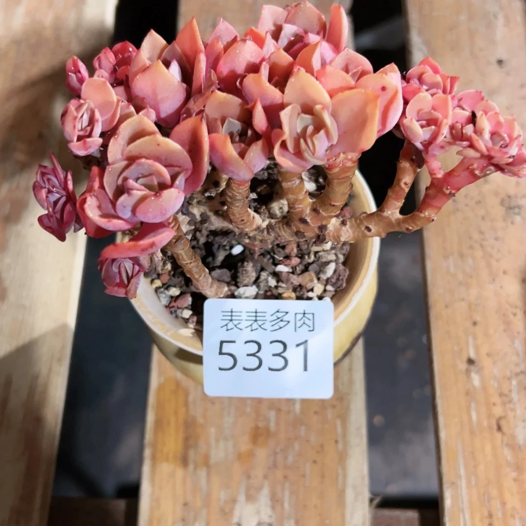 【闪购商品】每天5331