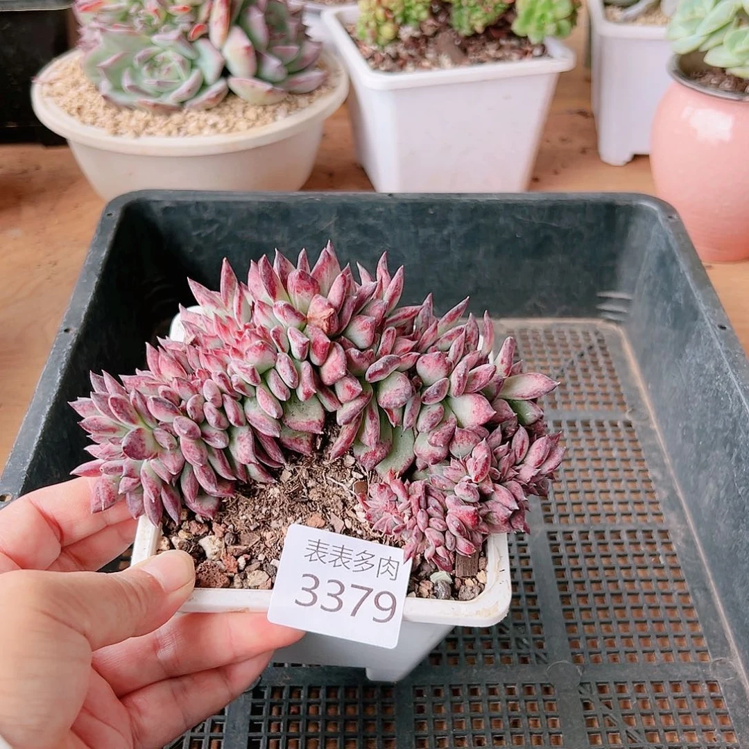 9 0盆多肉我们的生活是3379