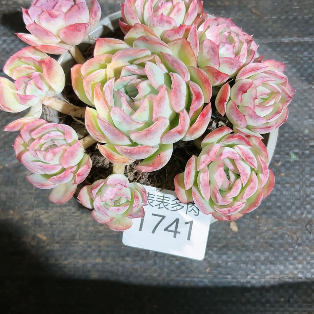 【闪购商品】大**五今天1741