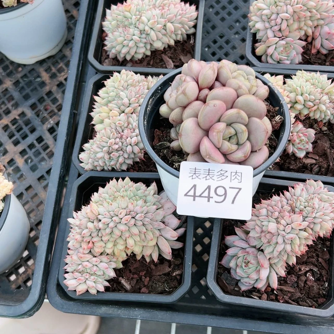 【闪购商品】蔓*每天4 4 9 7