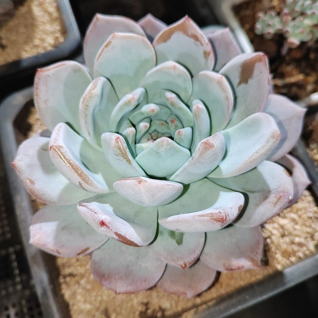 综合链接 一物一拍  云南基地直发，精品多肉植物
