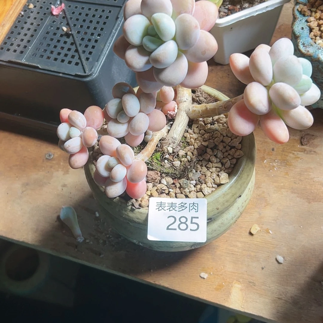 【闪购商品】三**?每天2 8 5