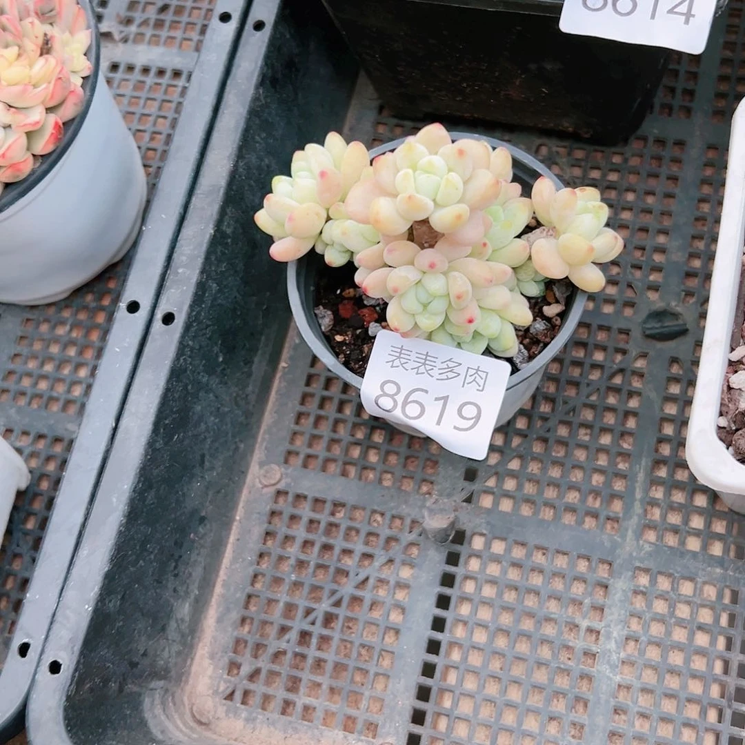 9 0盆多肉把****河我们的生活是8619