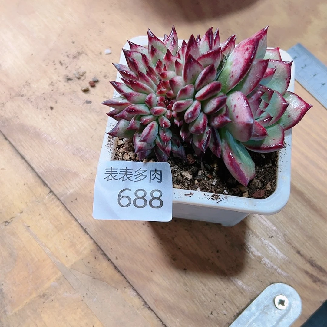 9号多肉吃**众我们的688