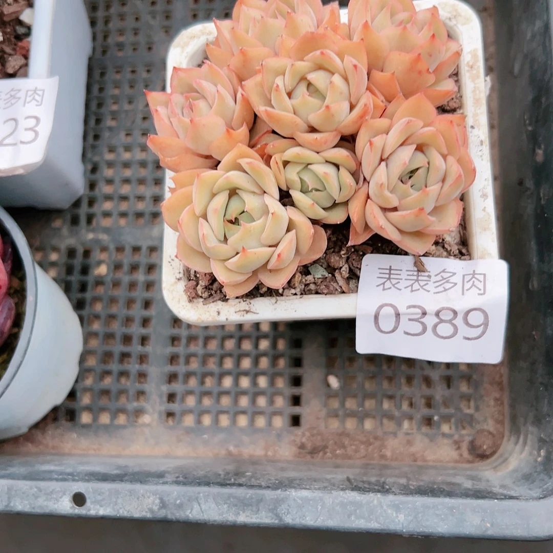 9 0盆多肉我们的生活就0389