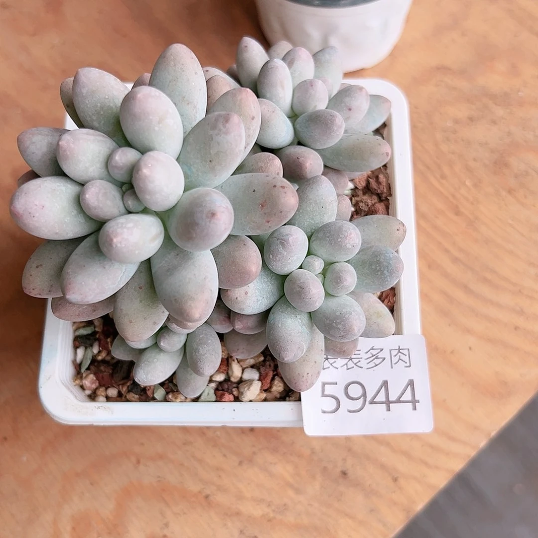 9 0盆多肉一*点我们的生活5944