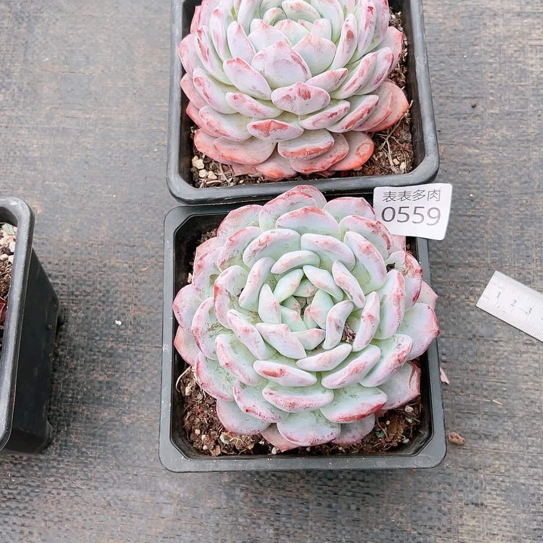 9 0盆多肉娟*我们的生活是0559