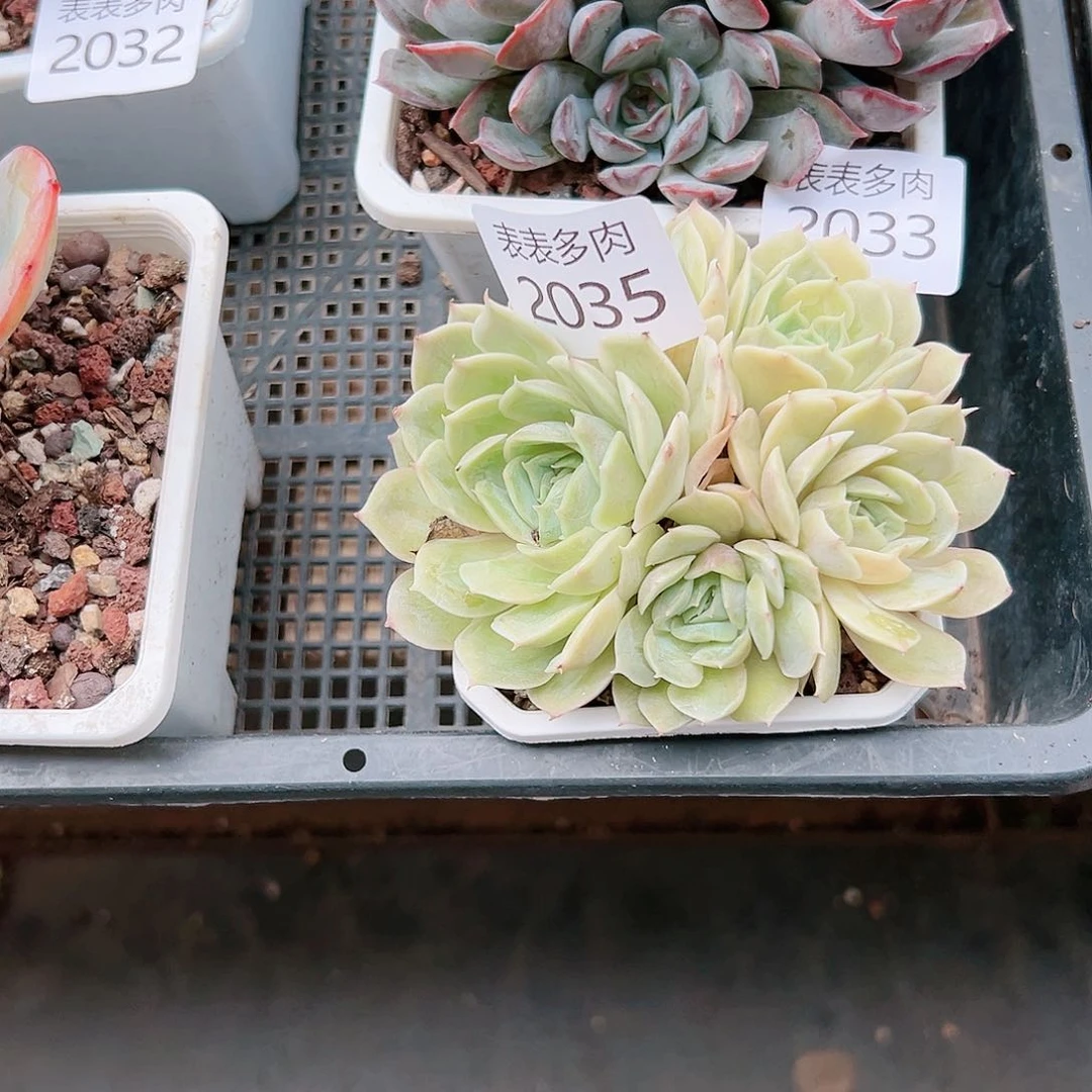 9 0盆多肉静*颜我们的生活是2035