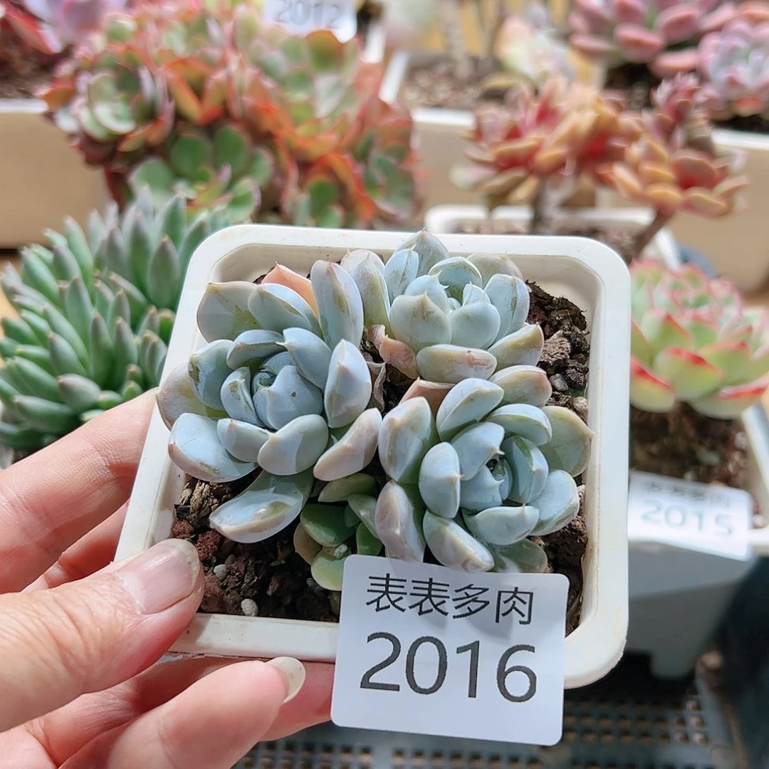 9 0盆多肉我们的生活2016