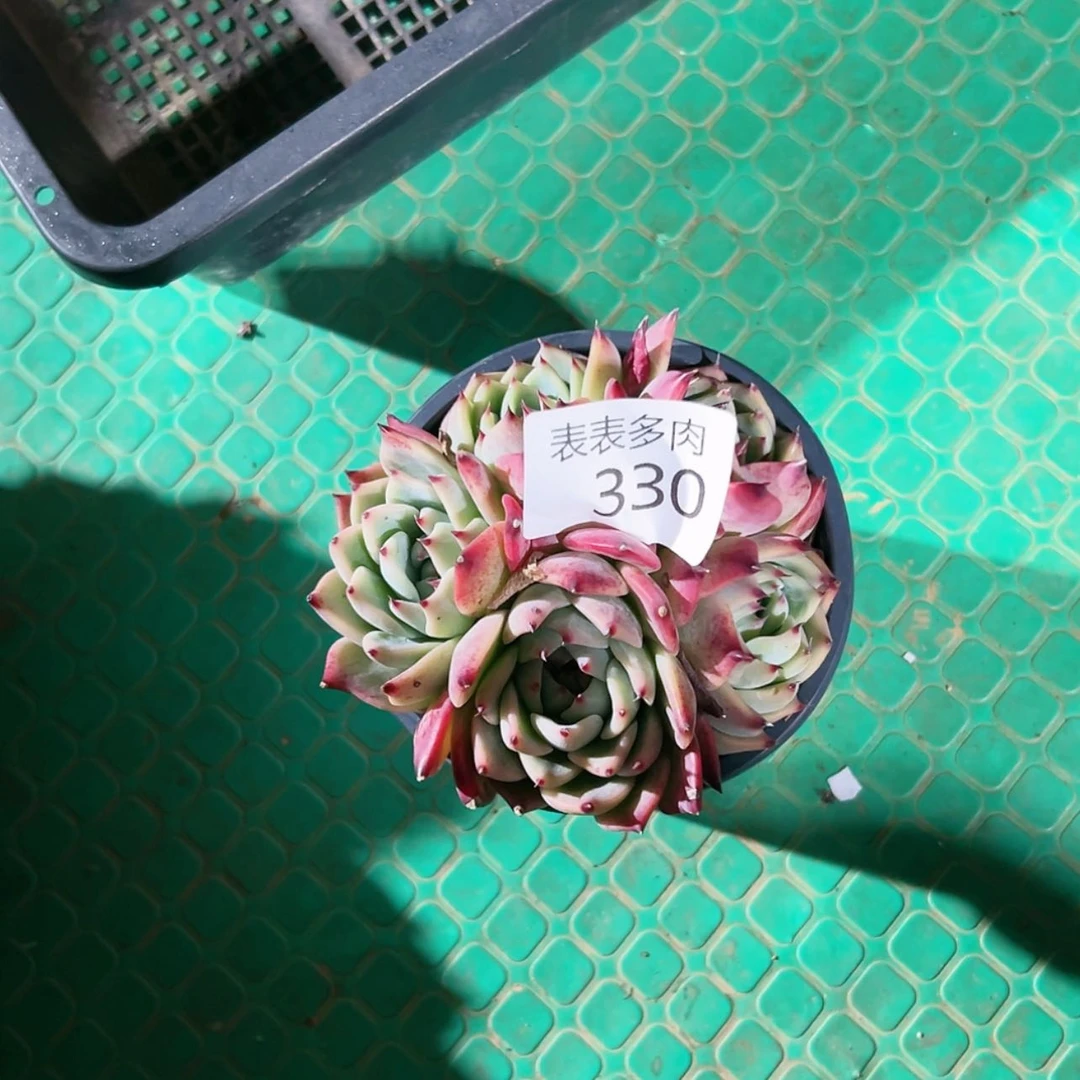 【闪购商品】3 3 0