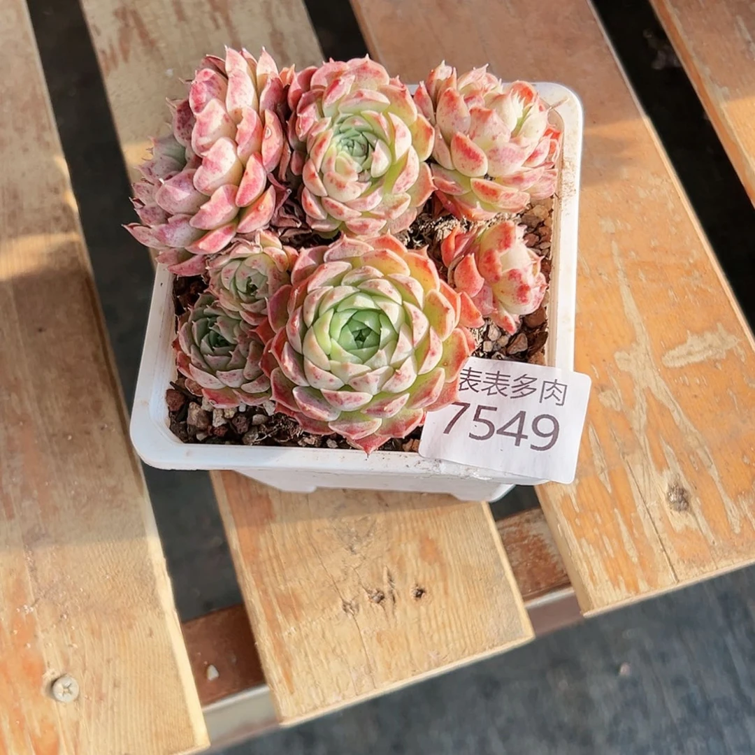 【闪购商品】三**?每天7 5 4 9