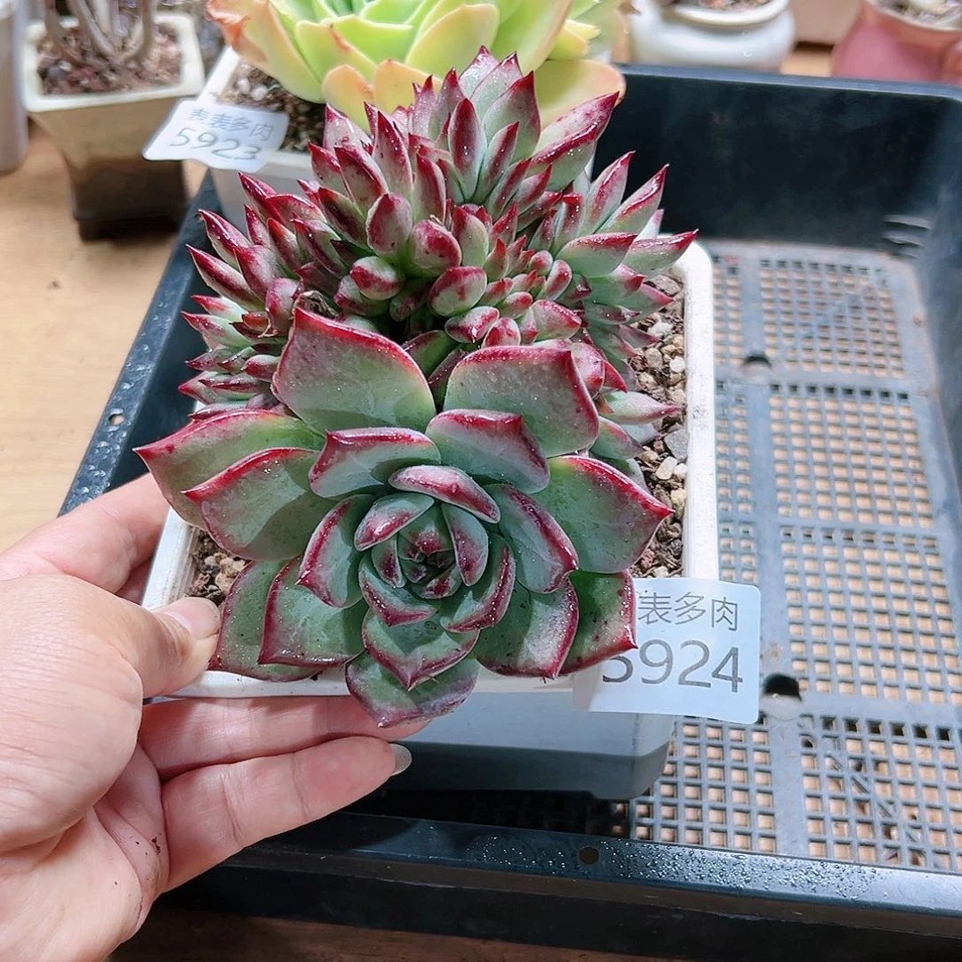 9 0盆多肉我们的生活是5924