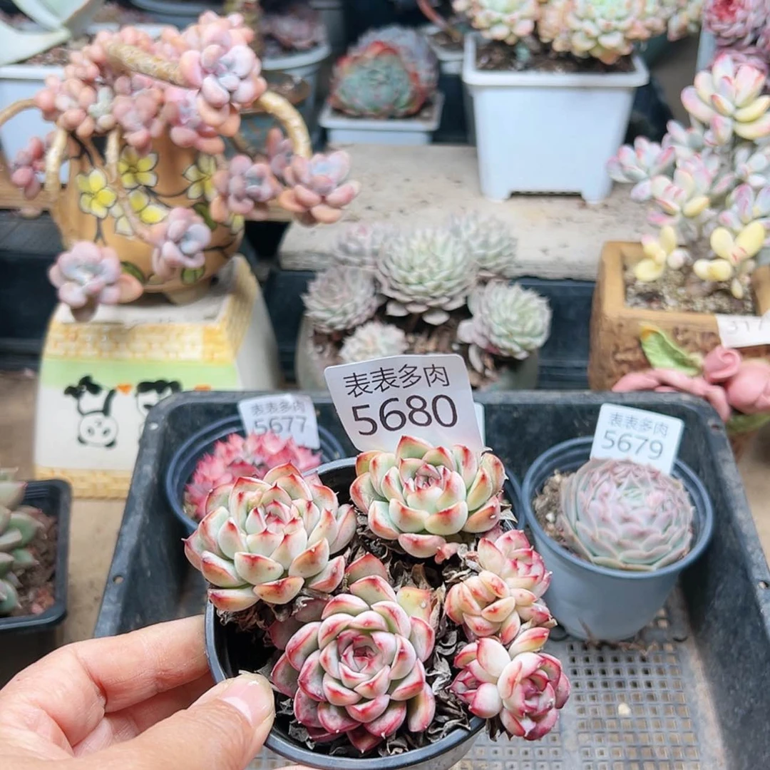 【闪购商品】每天5680