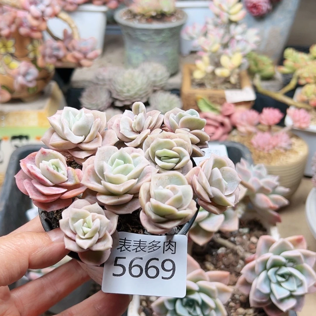 【闪购商品】每天5669