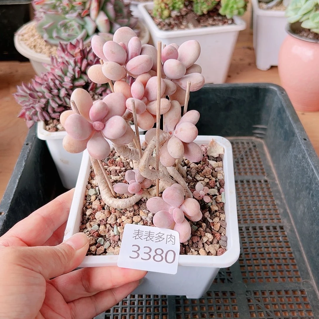 9 0盆多肉我们的生活是3380