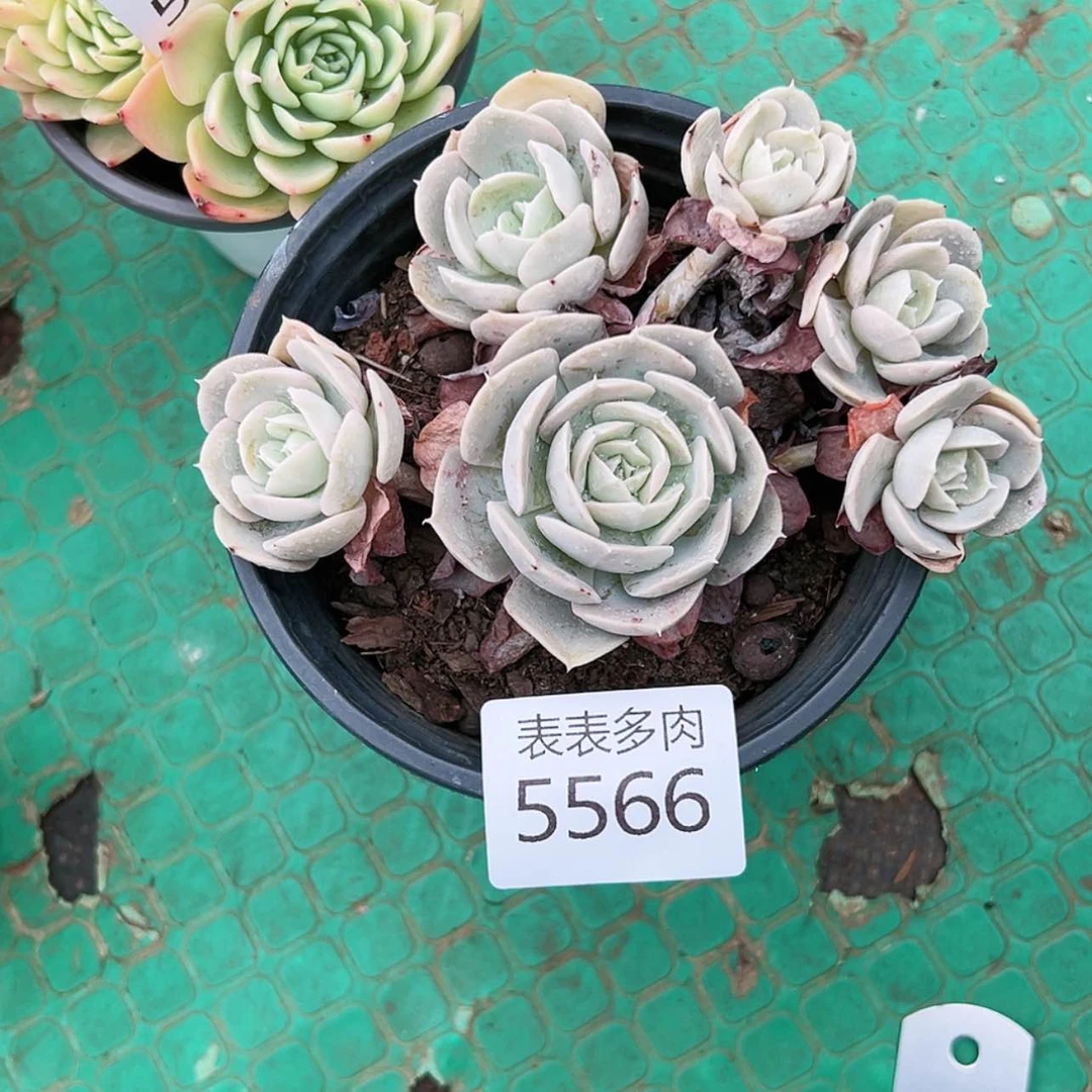 【闪购商品】b****?每天5 5 6 6