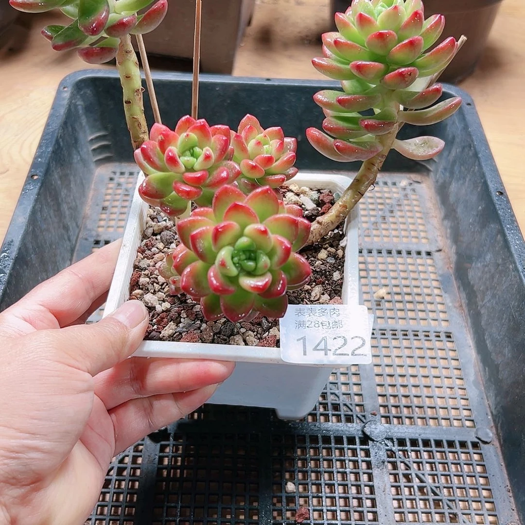 9号多肉我们的确1422