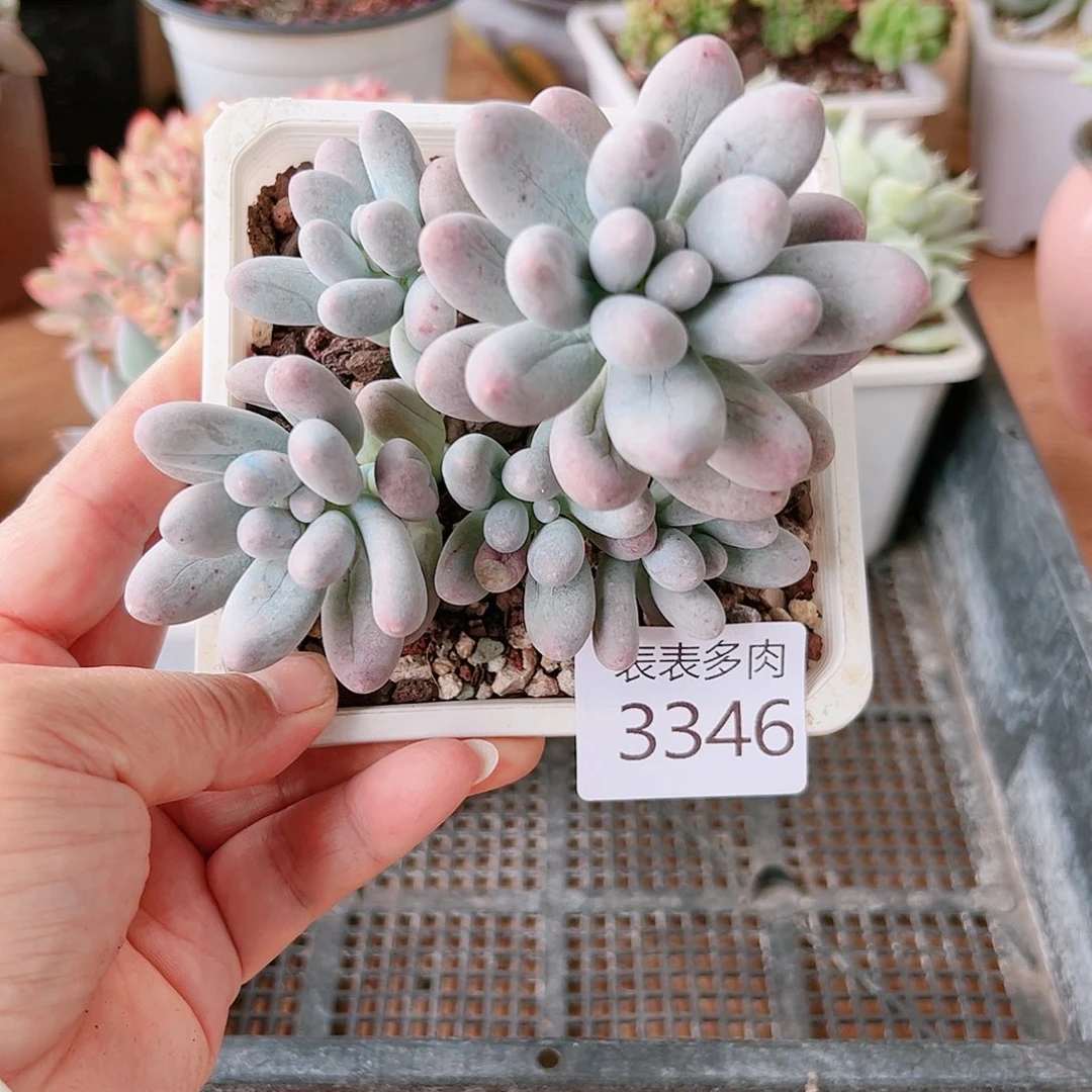 9 0盆多肉我们的生活是3346