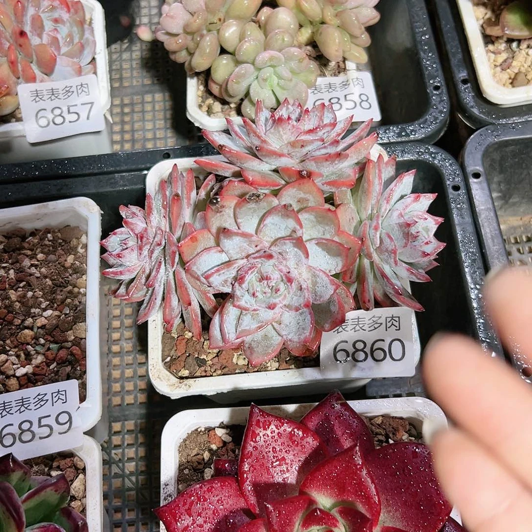 9 0盆多肉余***己我们的生活是6860