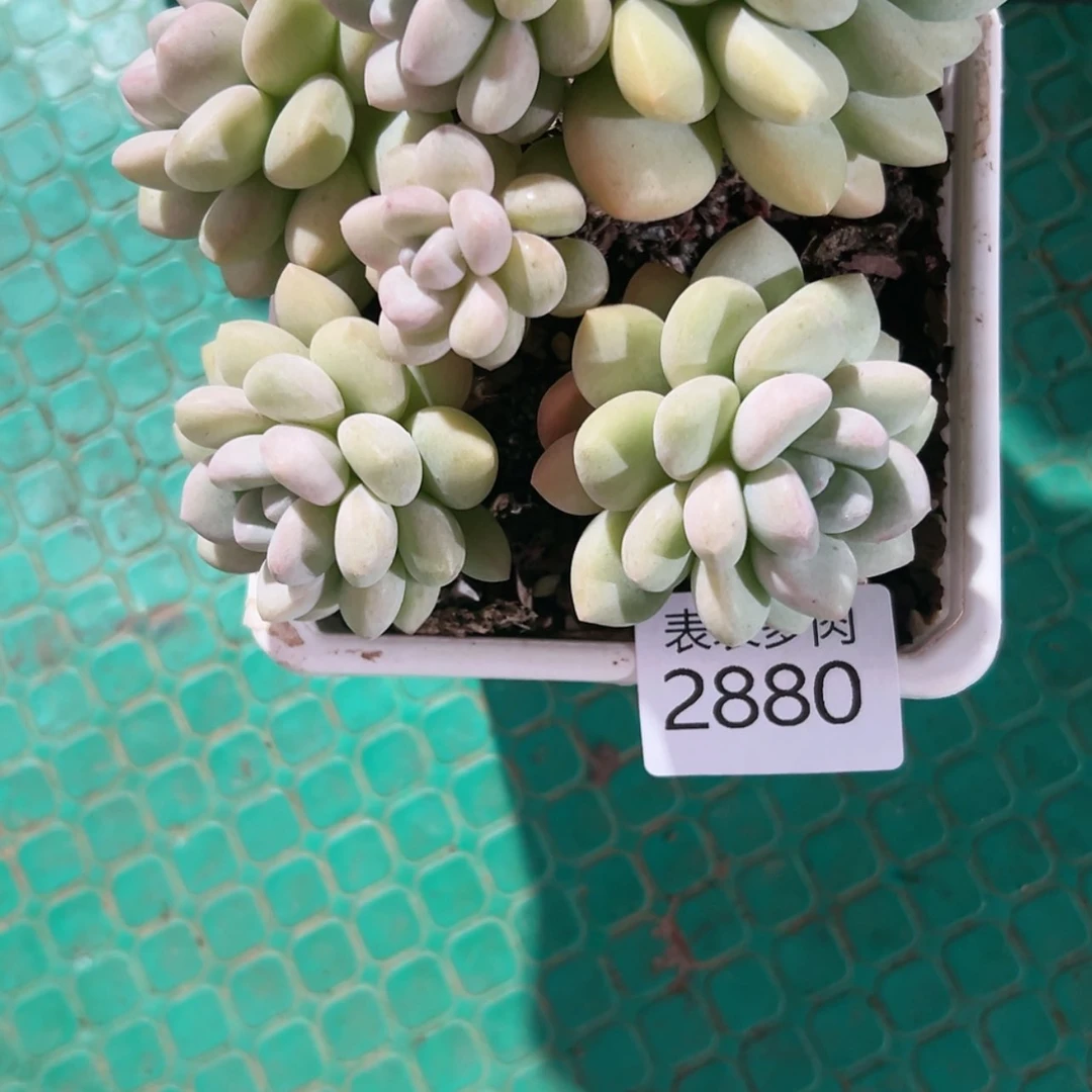 【闪购商品】?***?每天2 8 8 0