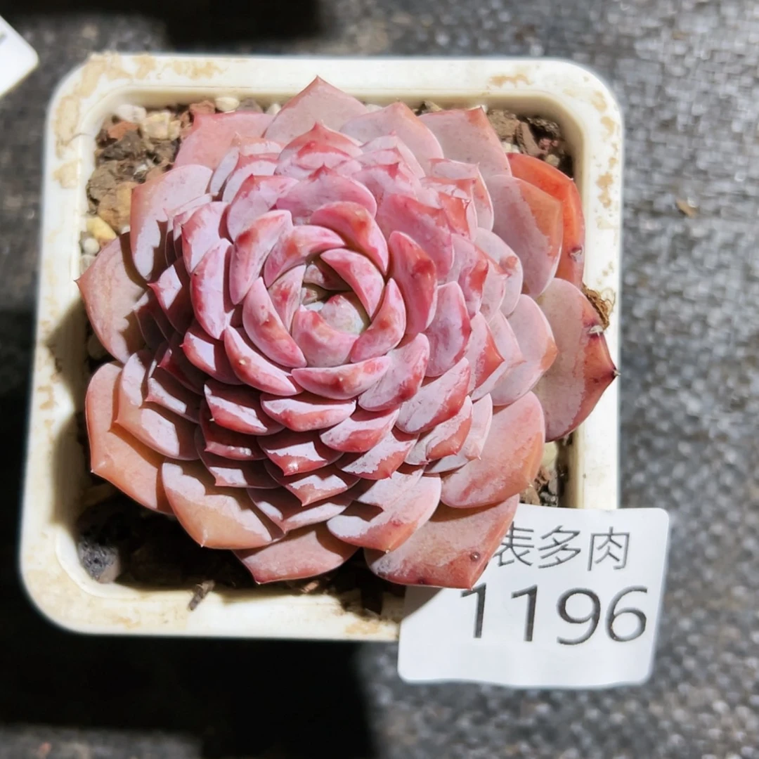 【闪购商品】今天1196