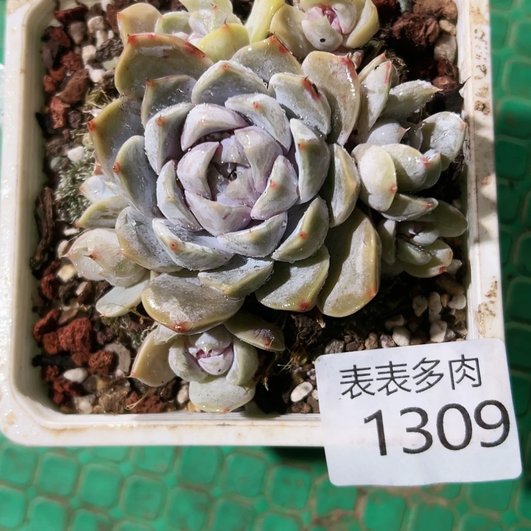 【闪购商品】涂*乐每天1309