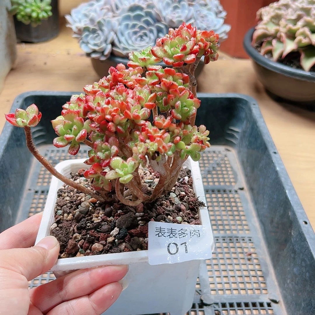 9号多肉我们的生活01