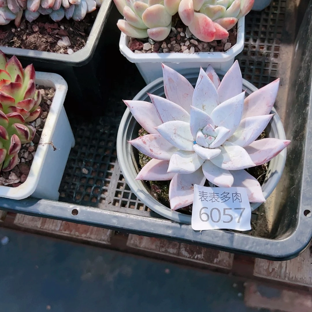 9 0盆多肉晓*?我们的生活6057